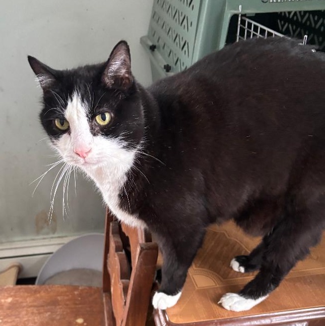 Sylvester thumbnail 4