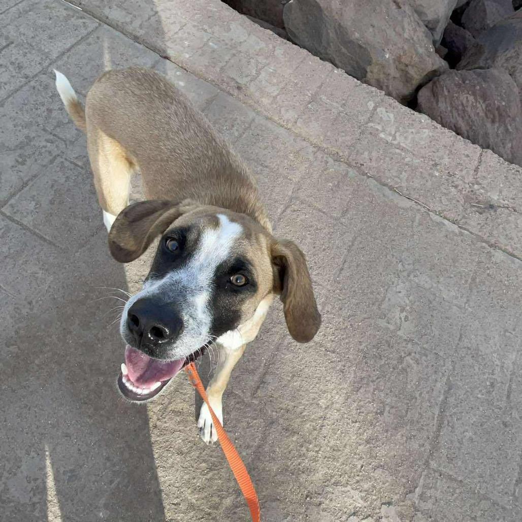 Enlarge Moka, a Adoptable Mixed Breed in Bend, OR image 1/6