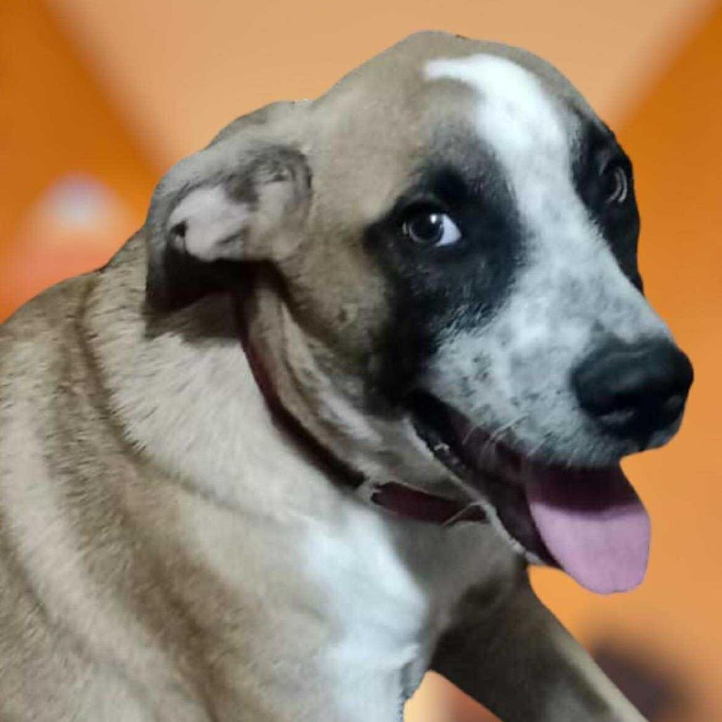 Enlarge Moka, a Adoptable Mixed Breed in Bend, OR image 2/6