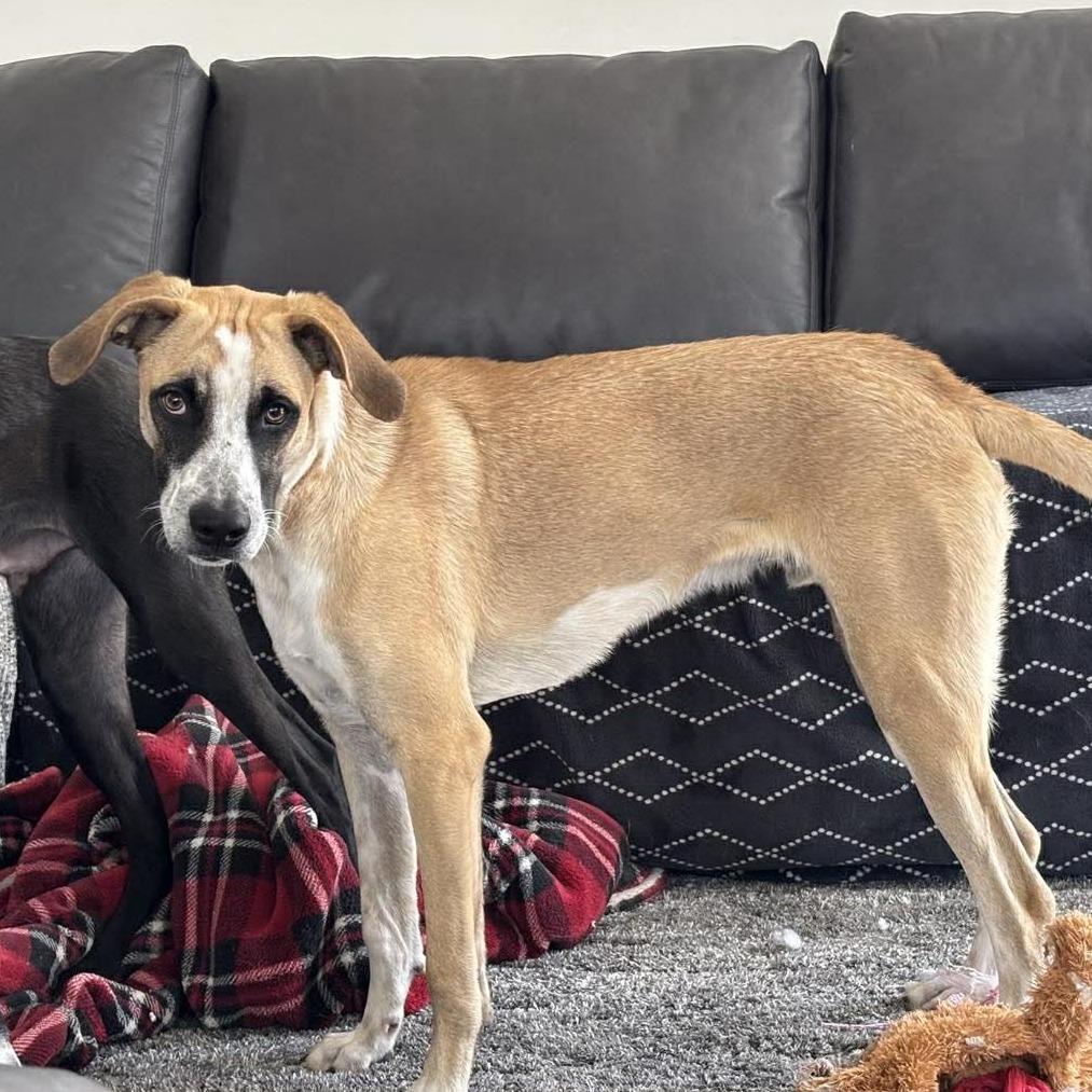 Enlarge Moka, a Adoptable Mixed Breed in Bend, OR image 3/6