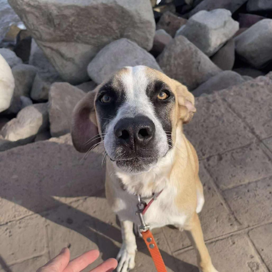 Enlarge Moka, a Adoptable Mixed Breed in Bend, OR image 4/6