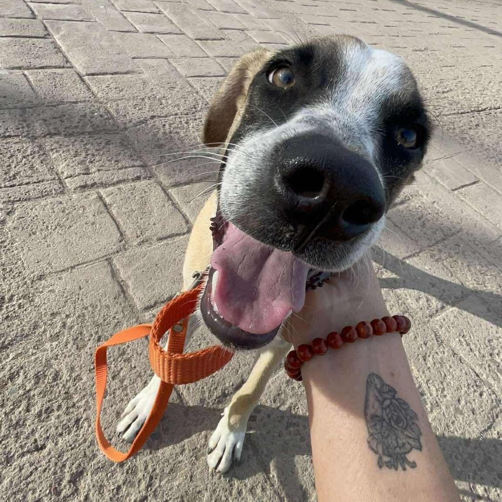 Enlarge Moka, a Adoptable Mixed Breed in Bend, OR image 5/6