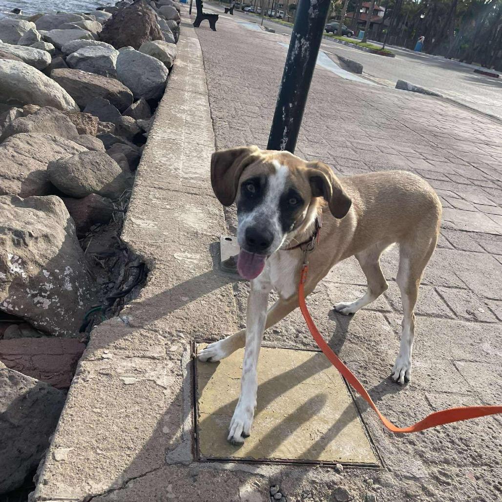 Enlarge Moka, a Adoptable Mixed Breed in Bend, OR image 6/6