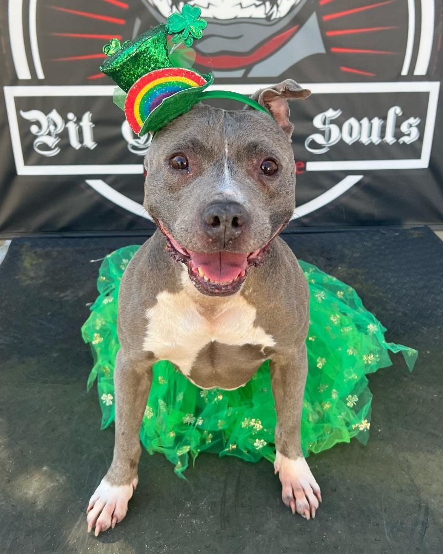 Enlarge Brooklyn, a Adoptable American Staffordshire Terrier in Levittown, NY image 15/19