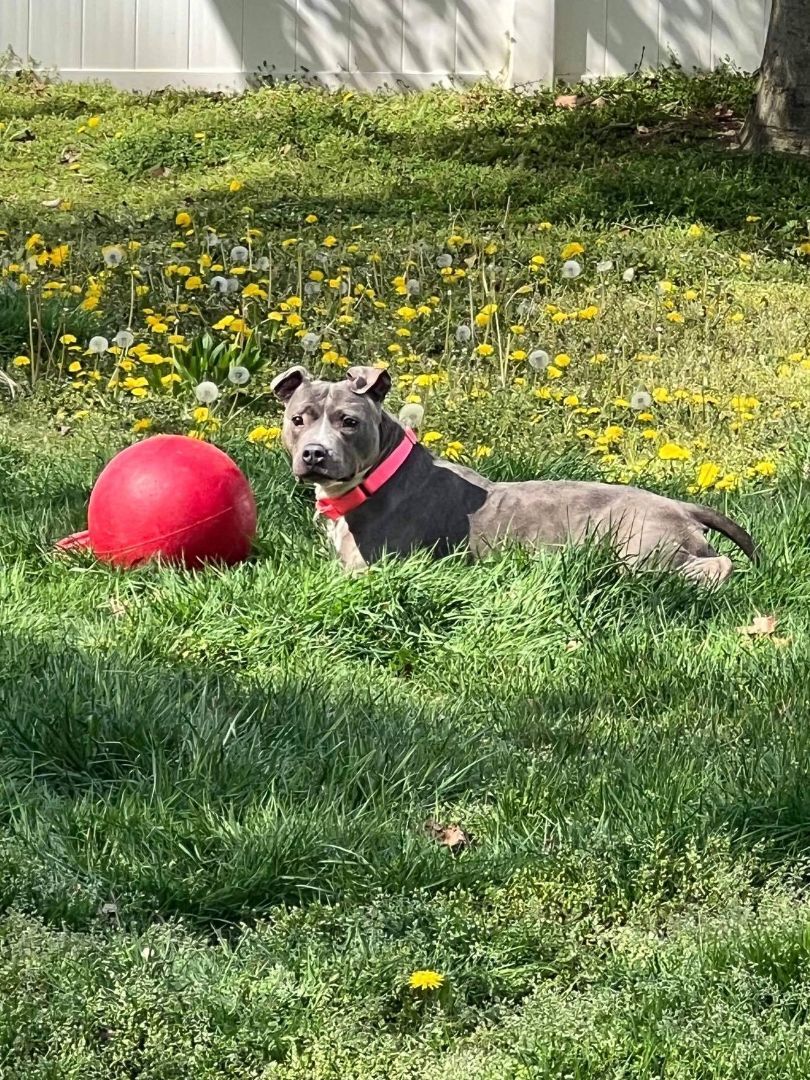 Enlarge Brooklyn, a Adoptable American Staffordshire Terrier in Levittown, NY image 16/19