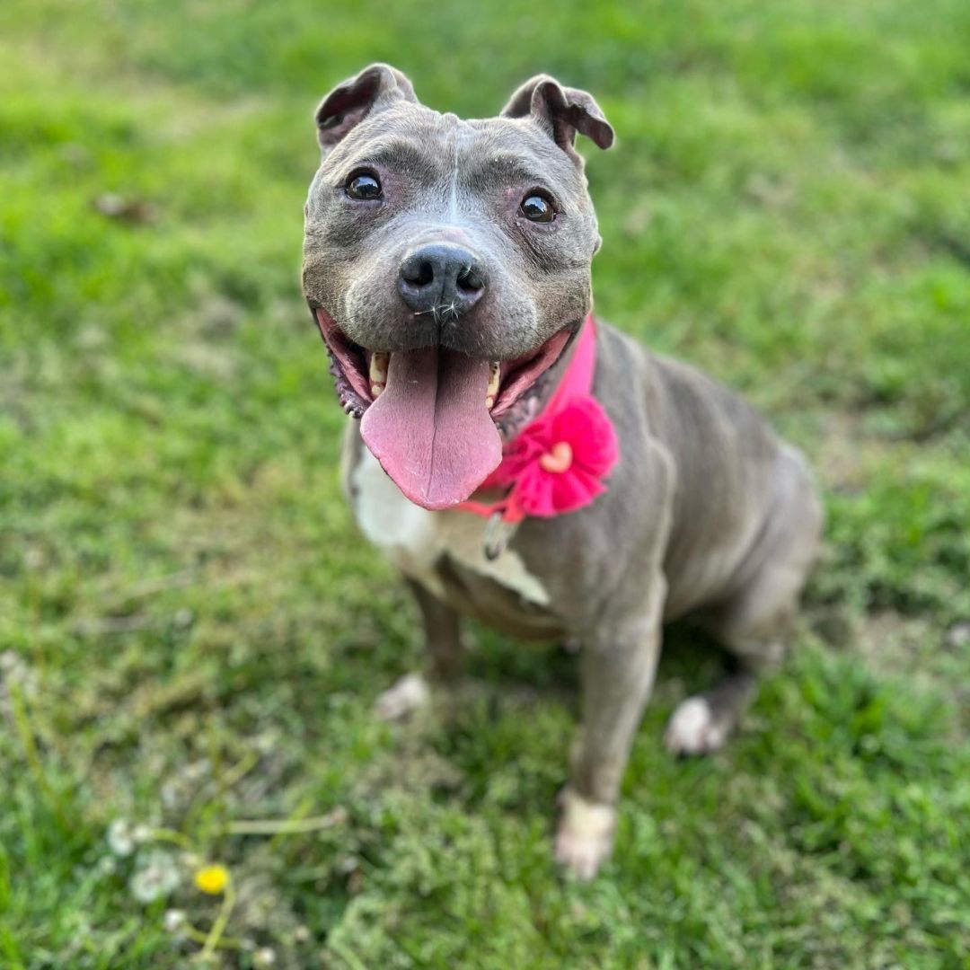Brooklyn, Adoptable, Senior Female American Staffordshire Terrier.
