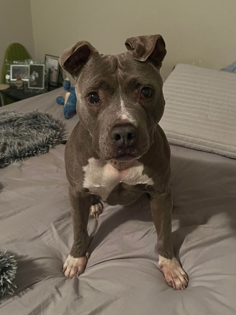 Enlarge Brooklyn, a Adoptable American Staffordshire Terrier in Levittown, NY image 17/19