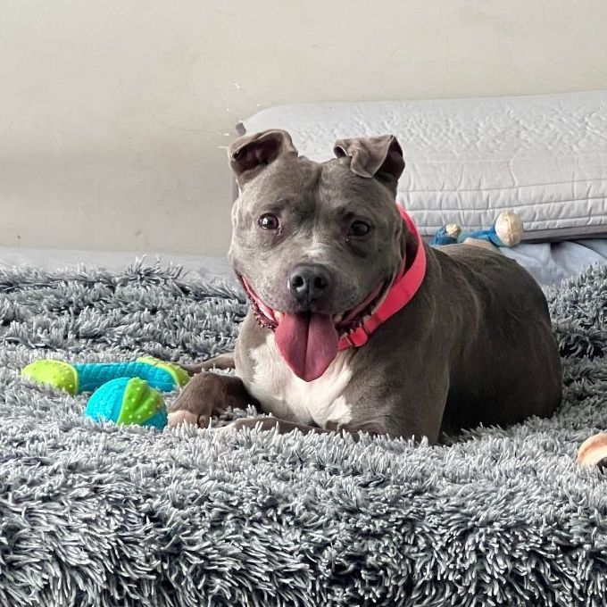 Enlarge Brooklyn, a Adoptable American Staffordshire Terrier in Levittown, NY image 18/19