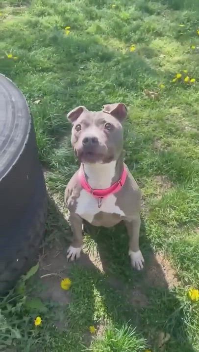 Enlarge Brooklyn, a Adoptable American Staffordshire Terrier in Levittown, NY video 19/19