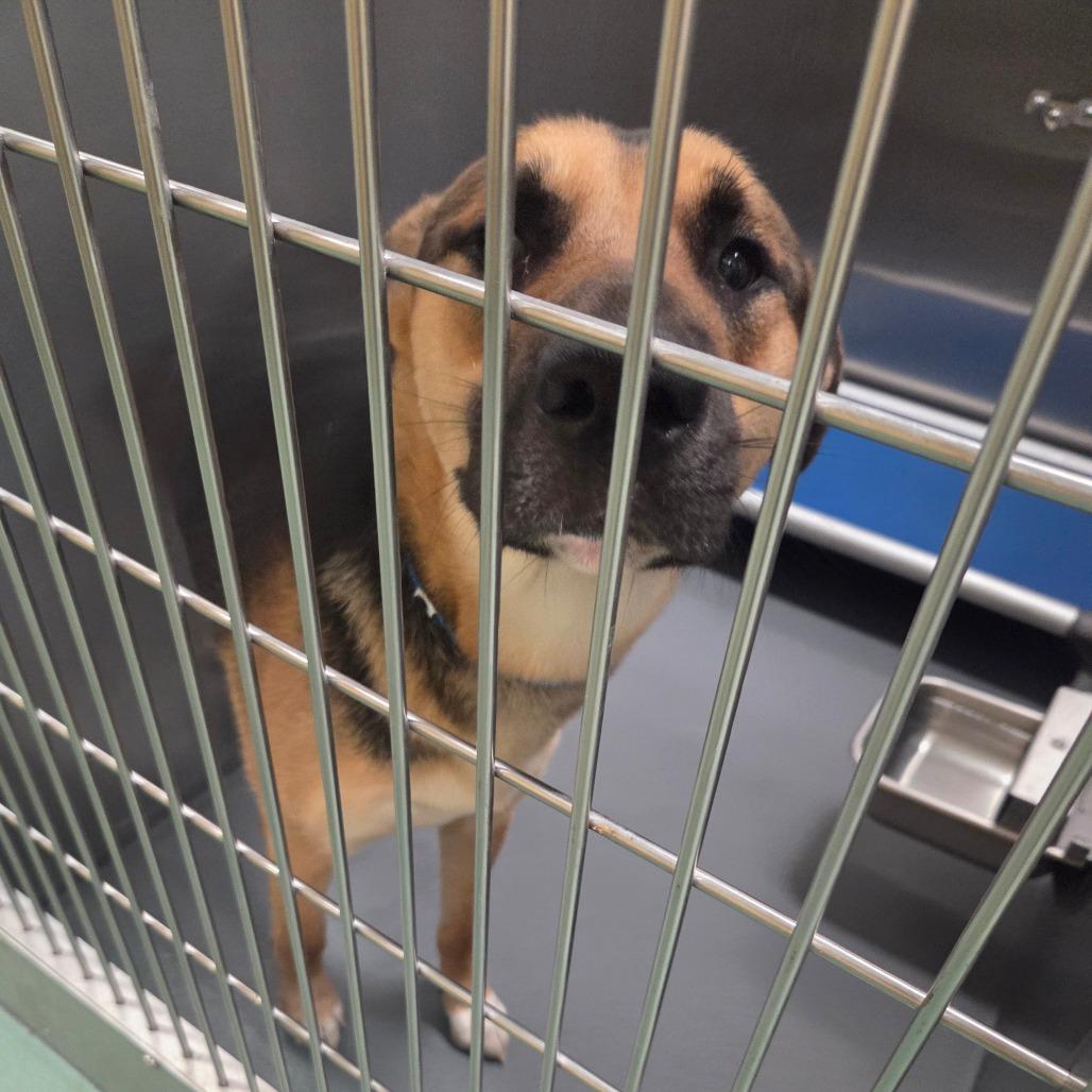 Mork, Adoptable, Adult Male Mixed Breed.