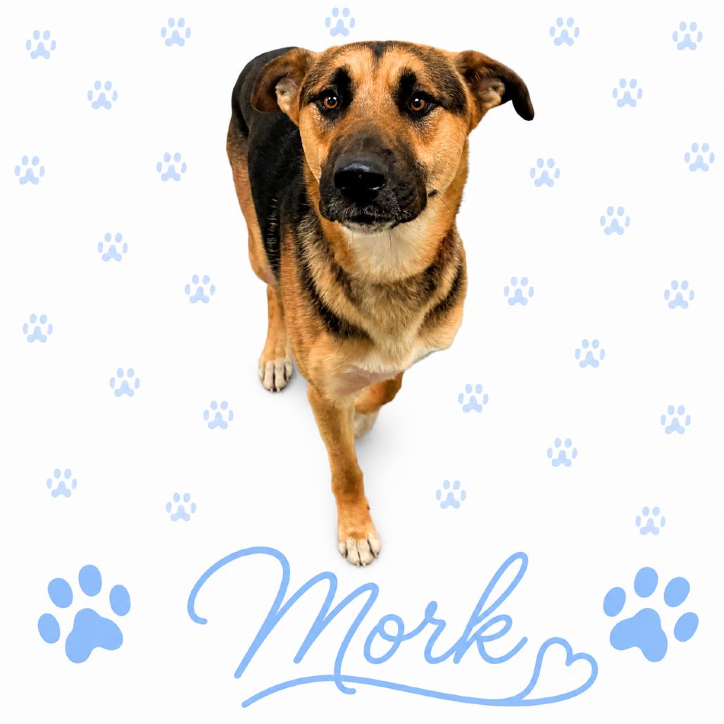 Enlarge Mork, a Adoptable Mixed Breed in Memphis, TN image 2/6