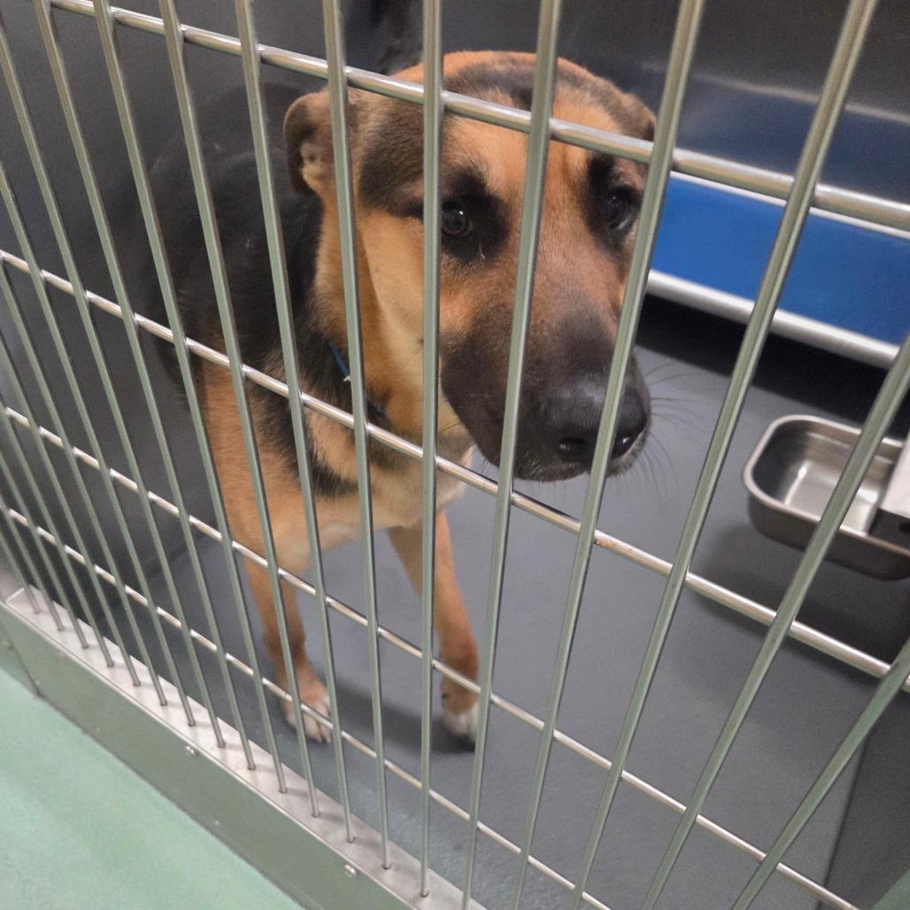 Enlarge Mork, a Adoptable Mixed Breed in Memphis, TN image 3/6