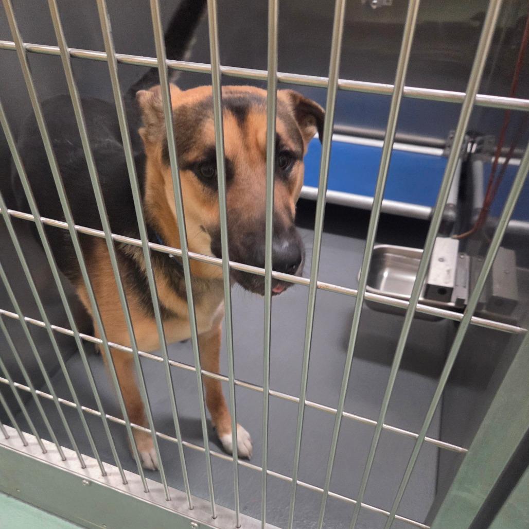 Enlarge Mork, a Adoptable Mixed Breed in Memphis, TN image 4/6