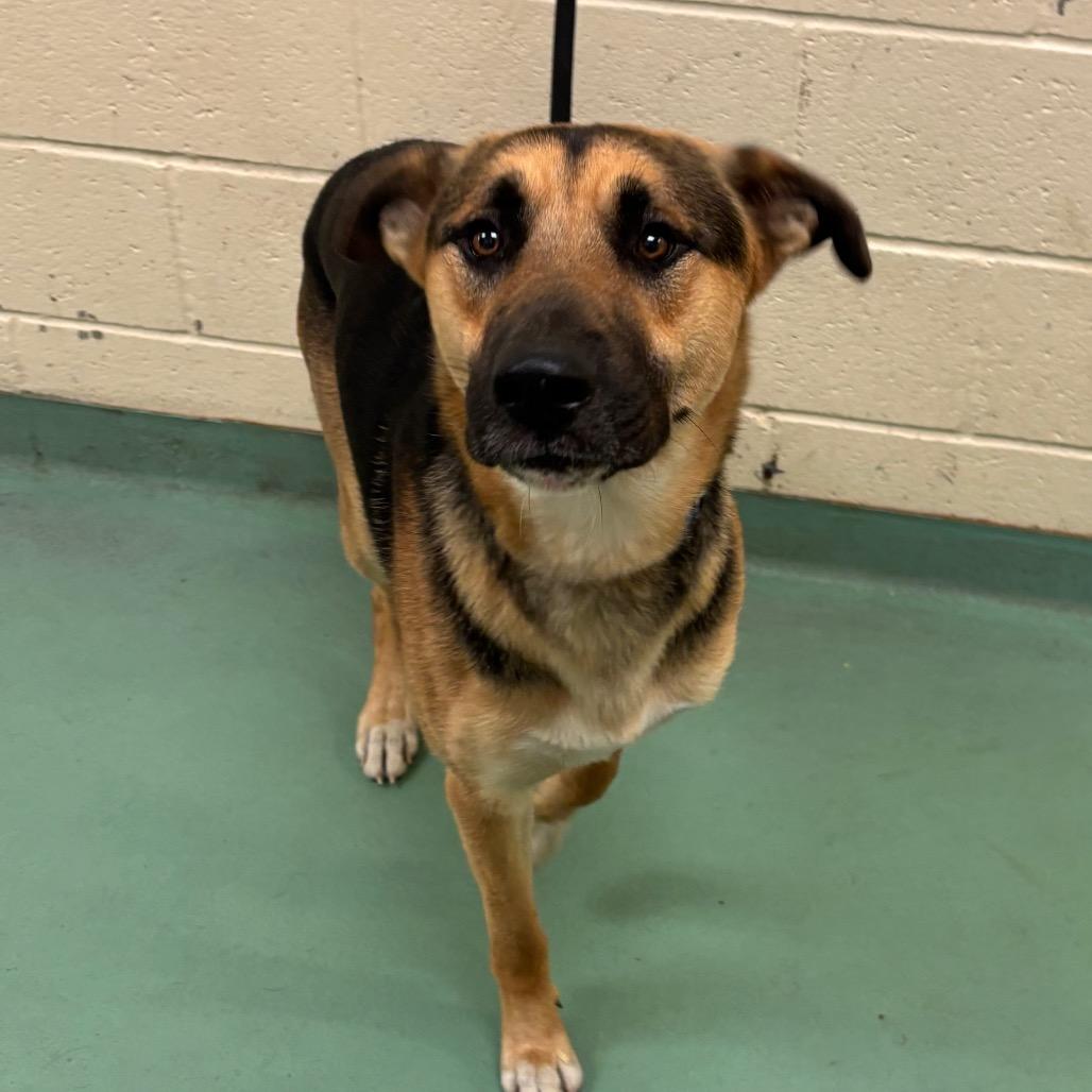 Enlarge Mork, a Adoptable Mixed Breed in Memphis, TN image 5/6