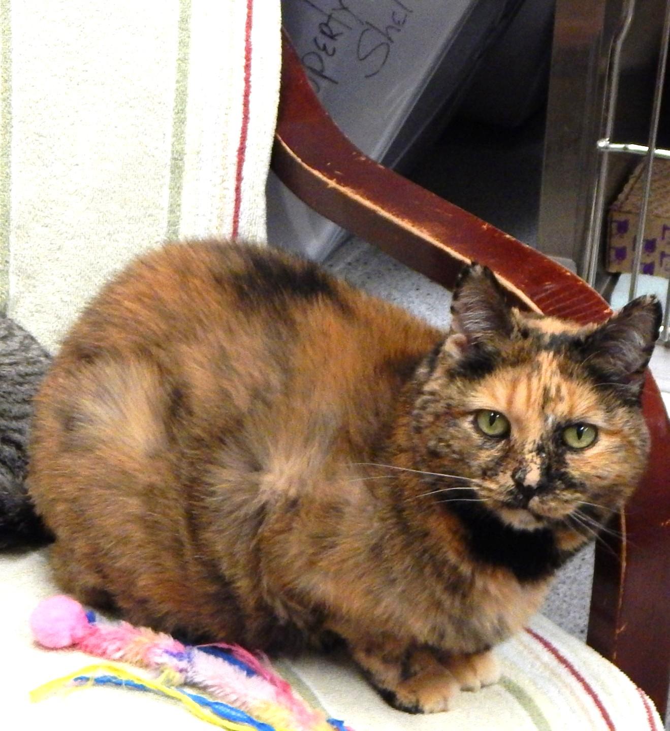 Glenda, Adoptable, Senior Female Domestic Short Hair.