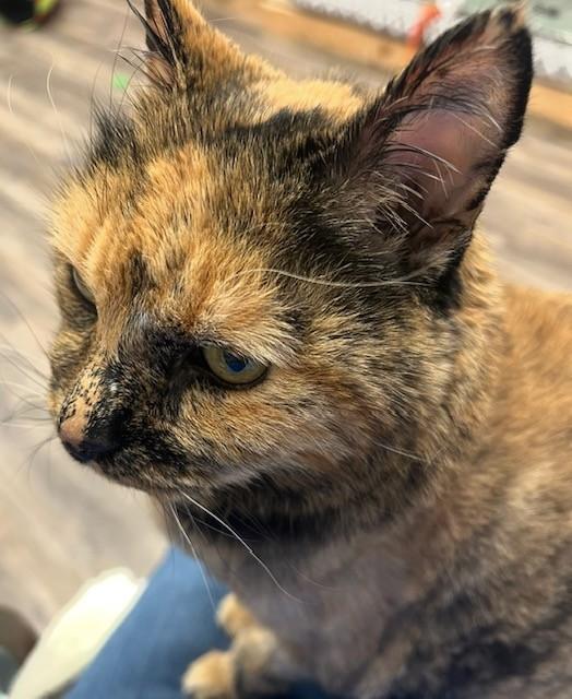 Glenda, a Adoptable Domestic Short Hair in Mesquite, NV image 2/5