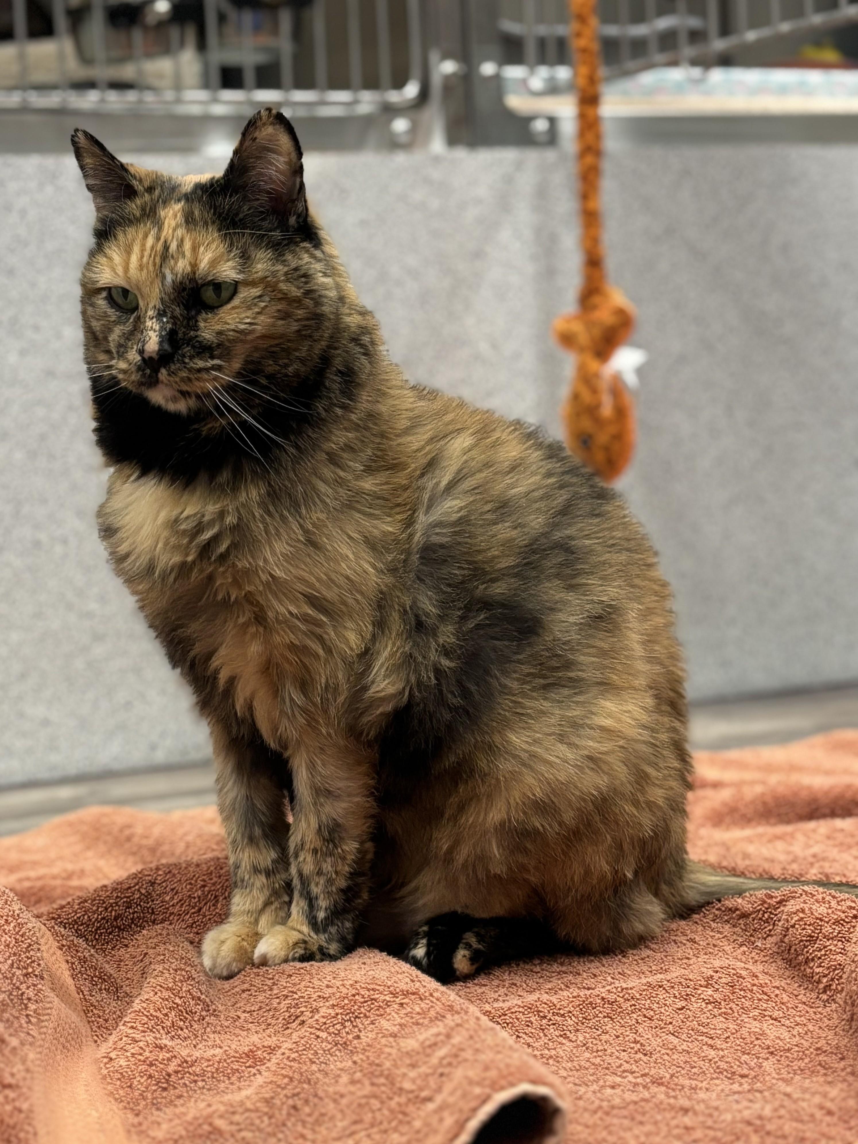 Glenda, a Adoptable Domestic Short Hair in Mesquite, NV image 3/5