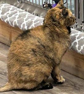 Glenda, a Adoptable Domestic Short Hair in Mesquite, NV image 4/5