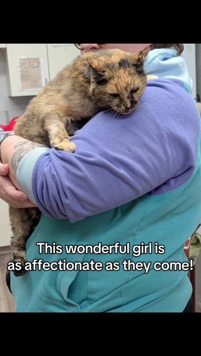 Enlarge Glenda, a Adoptable Domestic Short Hair in Mesquite, NV video 5/5