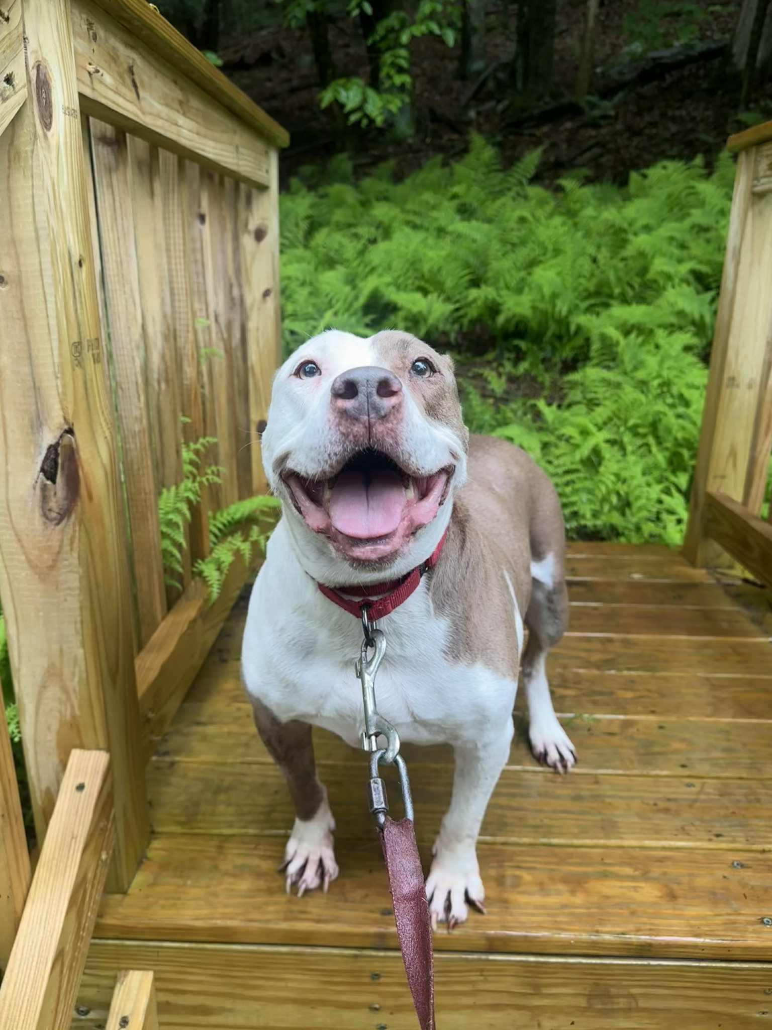 Daisy, a Adoptable mixed breed in Jeffersonville, NY image 4/4