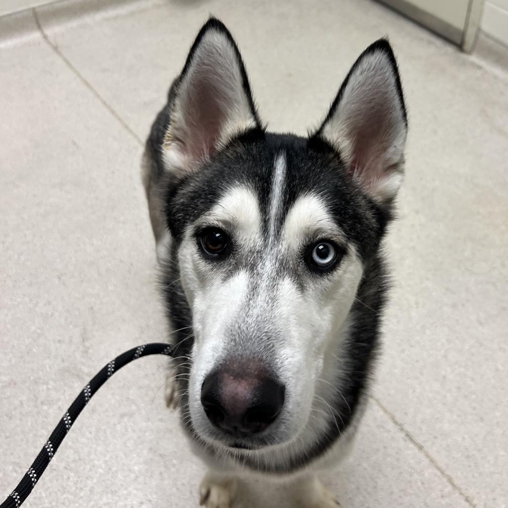 Bowser, Adoptable, Adult Male Husky.