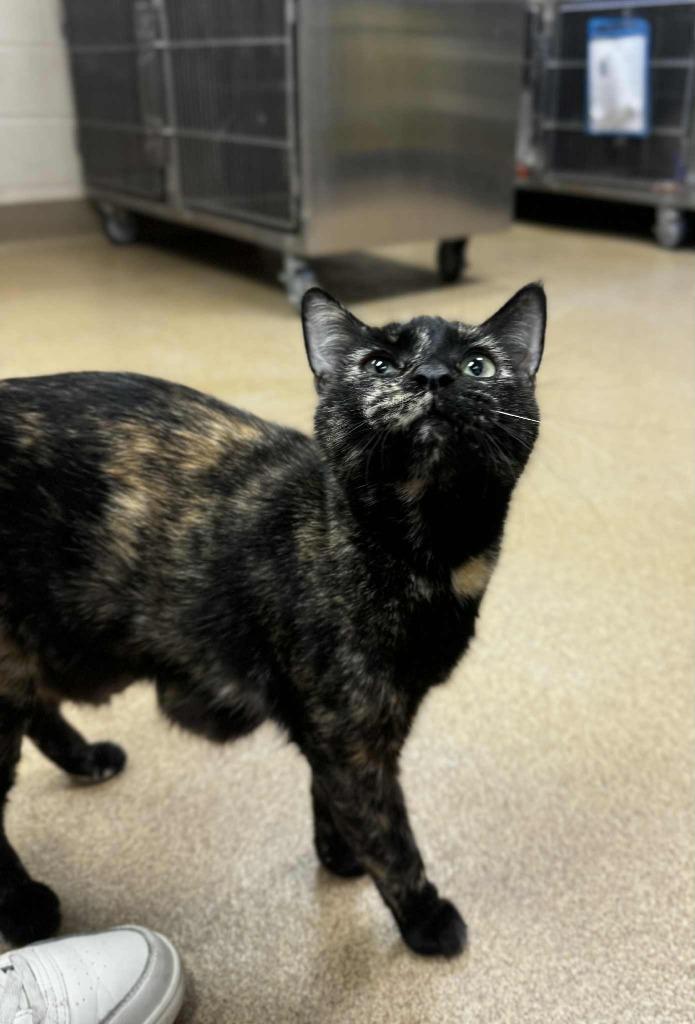 Enlarge Della-In Foster, a Adoptable mixed breed in Grand Forks, ND image 3/3