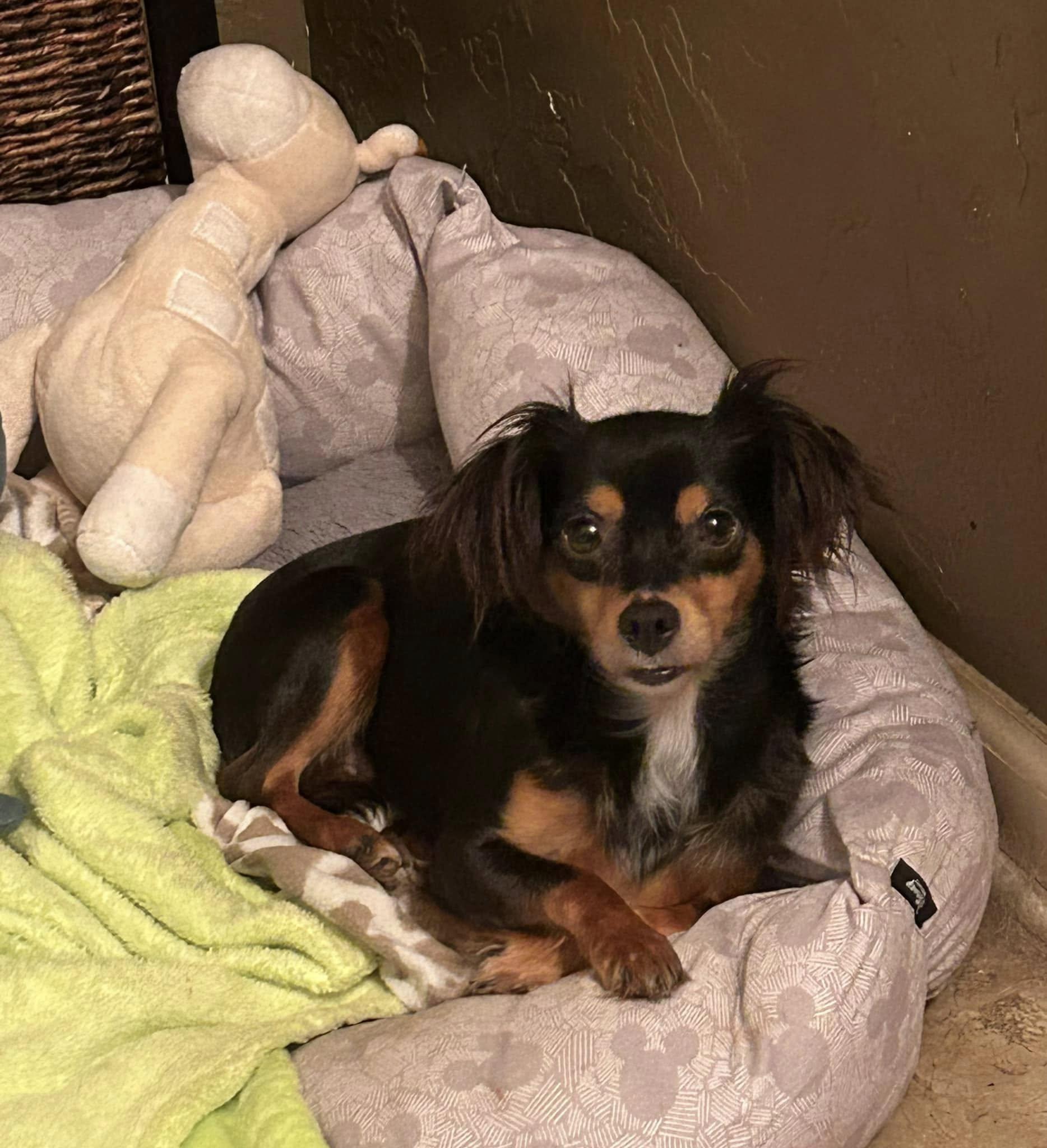 Enlarge Snickers, Twizzler, Hershey, a Adoptable mixed breed in Chalmette, LA image 3/6