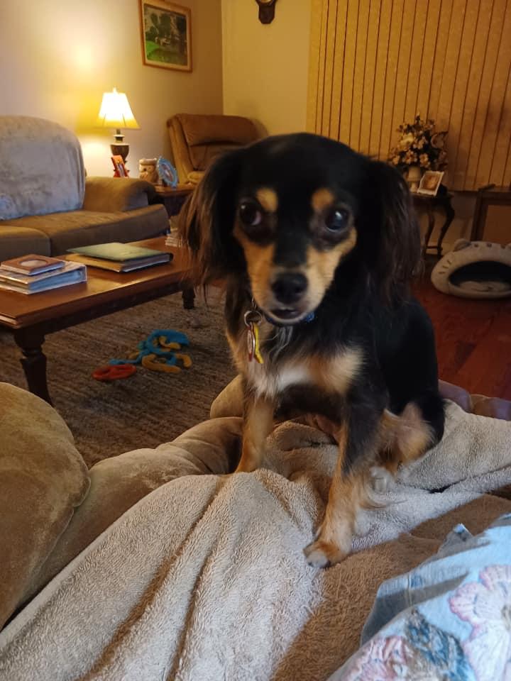 Enlarge Snickers, Twizzler, Hershey, a Adoptable mixed breed in Chalmette, LA image 4/6