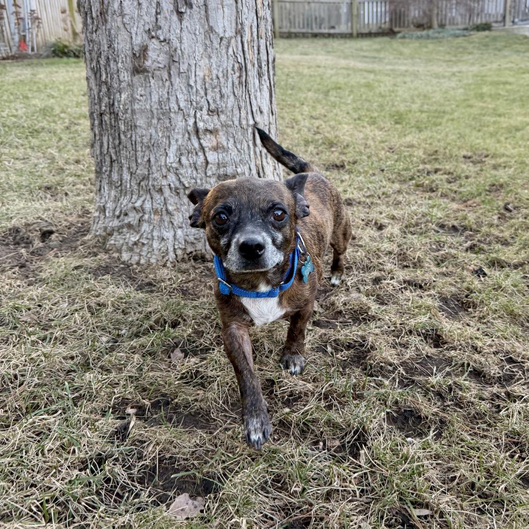 Enlarge Brenda, a ADOPTABLE mixed breed in Kansas City, KS image 2/3