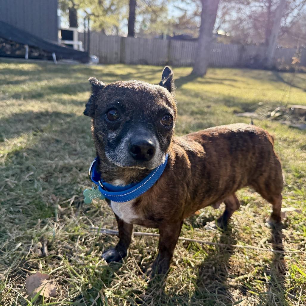 Enlarge Brenda, a ADOPTABLE mixed breed in Kansas City, KS image 3/3