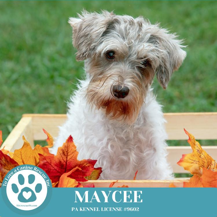 Maycee (Cee Cee Girls) 090724, a Adoptable Schnauzer in Kimberton, PA image 1/5