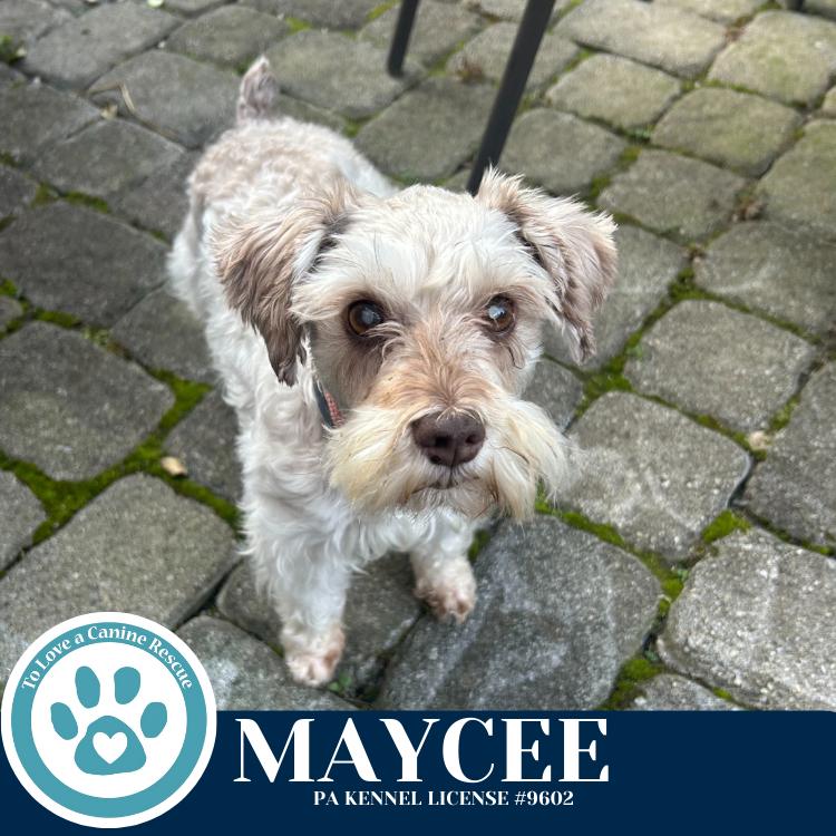 Maycee (Cee Cee Girls) 090724, a Adoptable Schnauzer in Kimberton, PA image 2/5