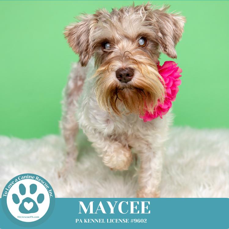 Maycee (Cee Cee Girls) 090724, a Adoptable Schnauzer in Kimberton, PA image 3/5