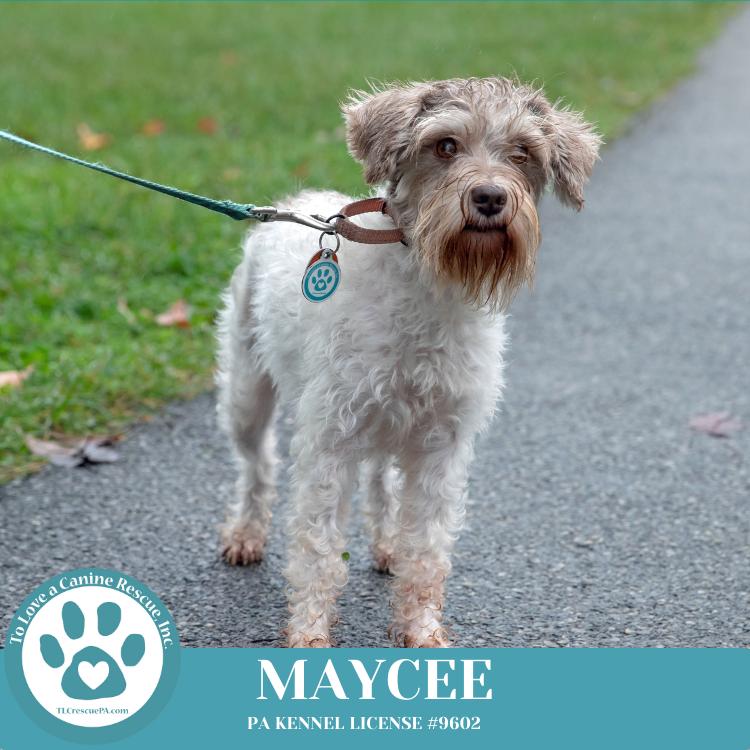 Maycee (Cee Cee Girls) 090724, a Adoptable Schnauzer in Kimberton, PA image 4/5