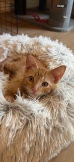 Enlarge Eloise, a Adoptable Domestic Short Hair in McKinney, TX image 1/1