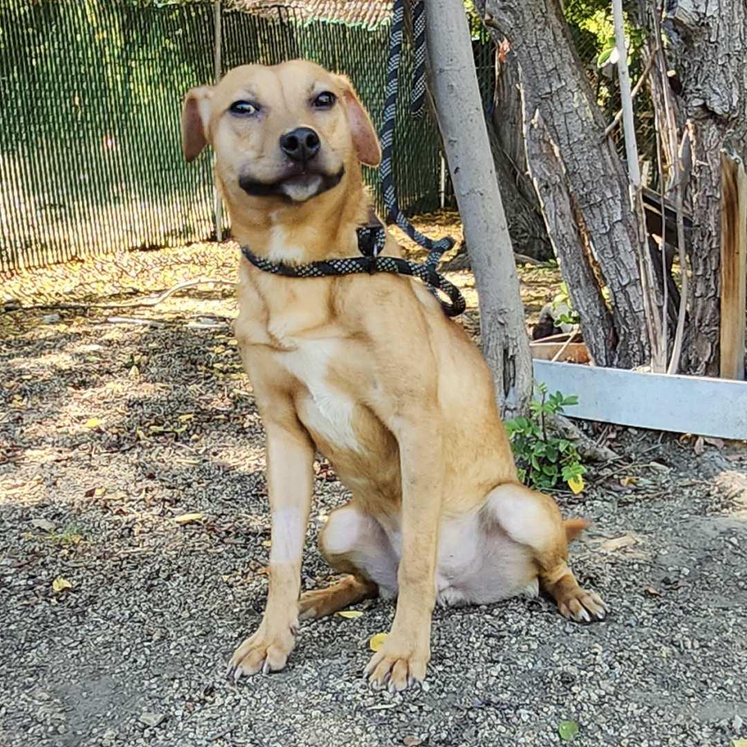Enlarge Lil Wayne, a Adoptable mixed breed in Burbank, CA image 4/6