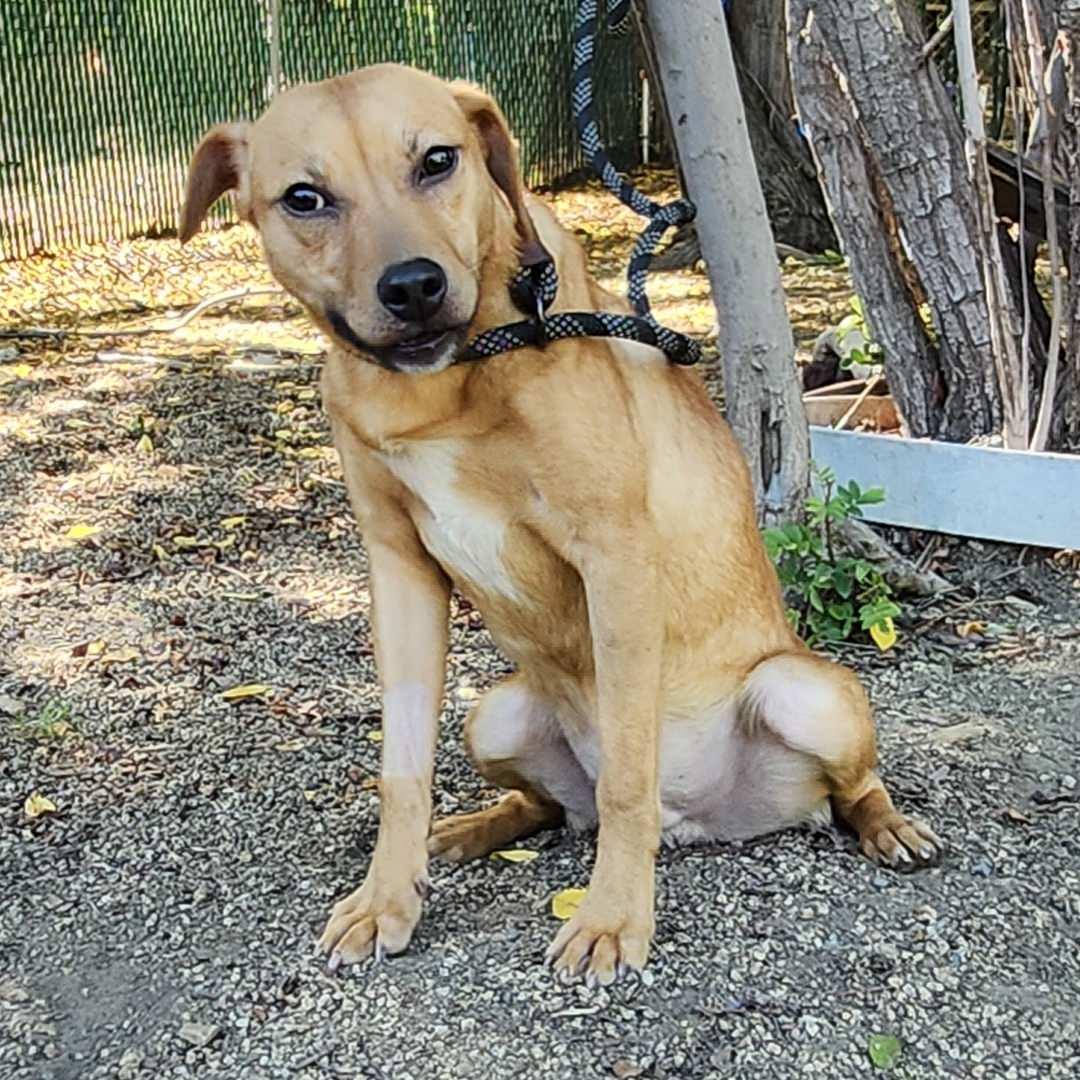 Enlarge Lil Wayne, a Adoptable mixed breed in Burbank, CA image 6/6