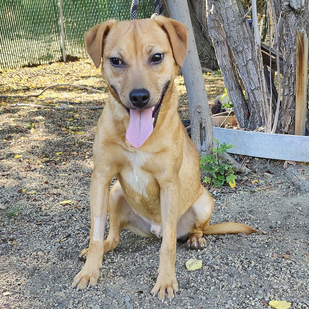 Enlarge Lil Wayne, a Adoptable mixed breed in Burbank, CA image 2/6