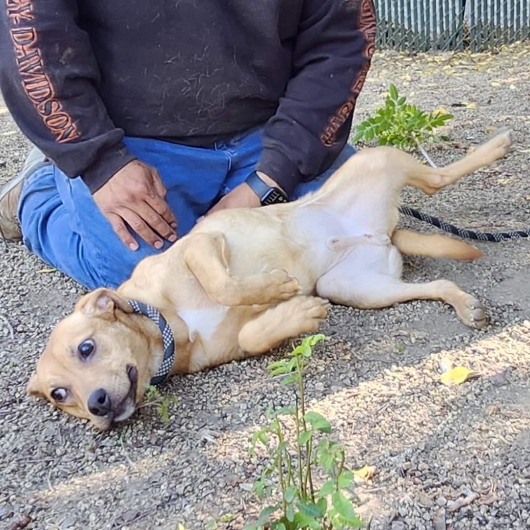 Enlarge Lil Wayne, a Adoptable mixed breed in Burbank, CA image 5/6