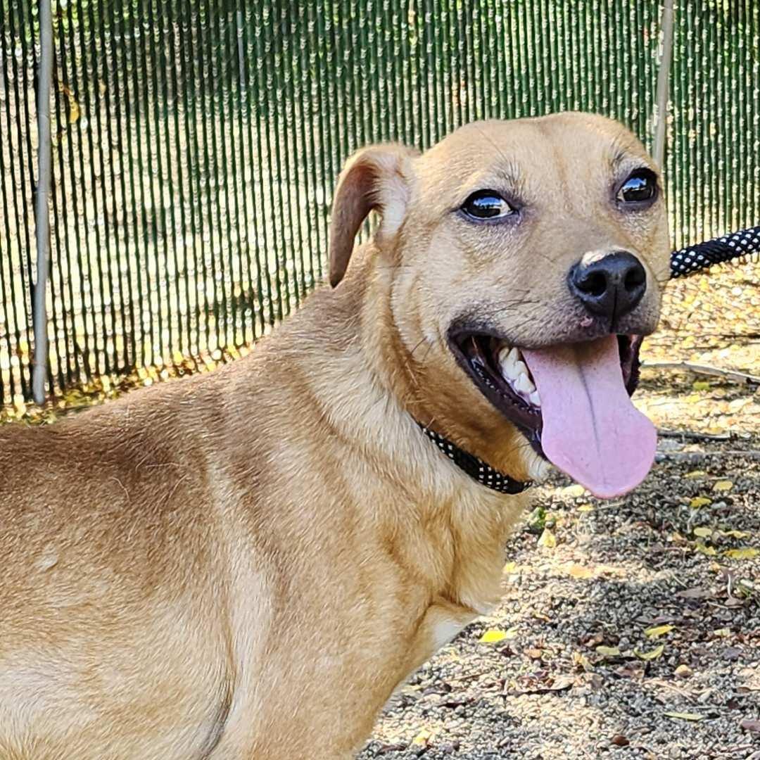 Enlarge Lil Wayne, a Adoptable mixed breed in Burbank, CA image 1/6