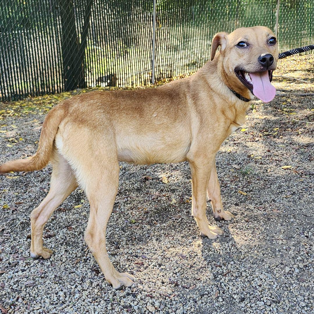 Enlarge Lil Wayne, a Adoptable mixed breed in Burbank, CA image 3/6