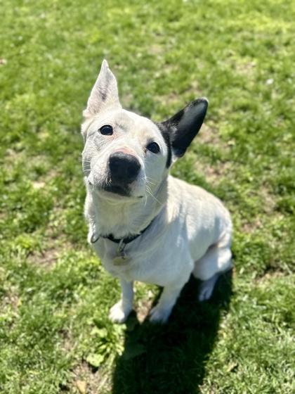 Jo Jo, adopted, Adult Female Mixed Breed.
