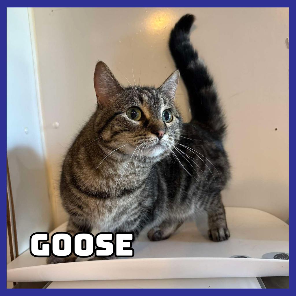 Enlarge Goose, a Adoptable Domestic Short Hair in Glenwood, MN image 1/1