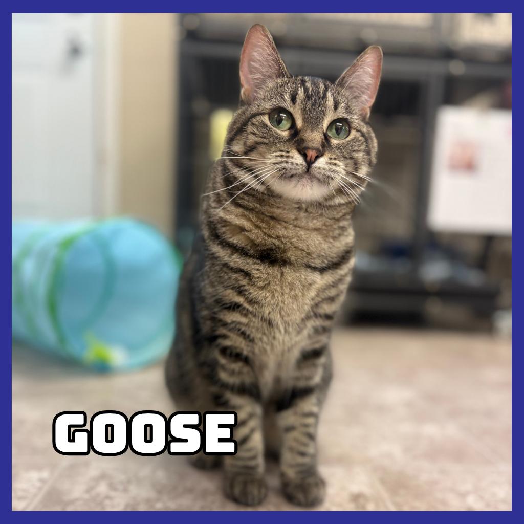 Goose, Adoptable, Adult Female Domestic Short Hair.