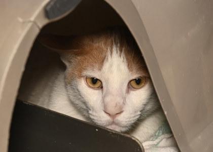 Dwight Snoot, Adoptable, Adult Male Domestic Short Hair & Domestic Short Hair.
