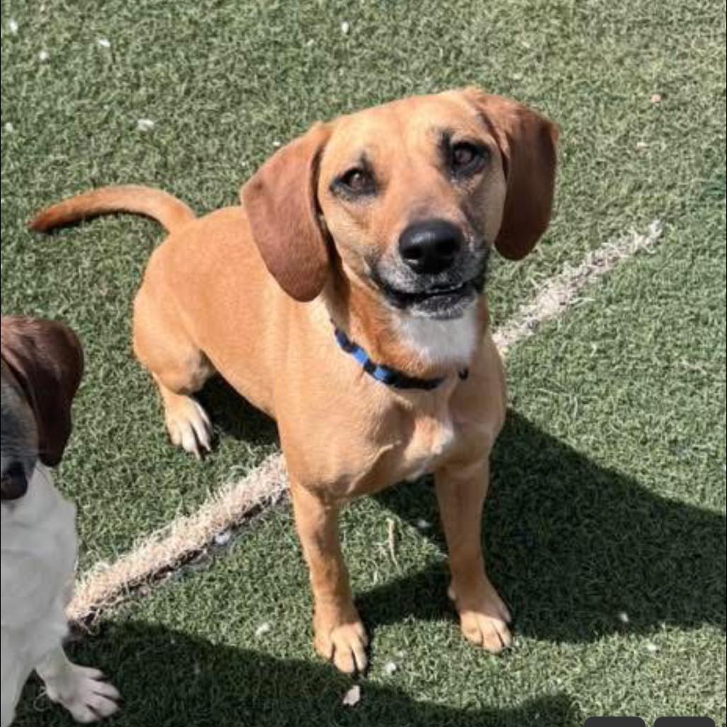 Heather, Adoptable, Adult Female Mixed Breed.