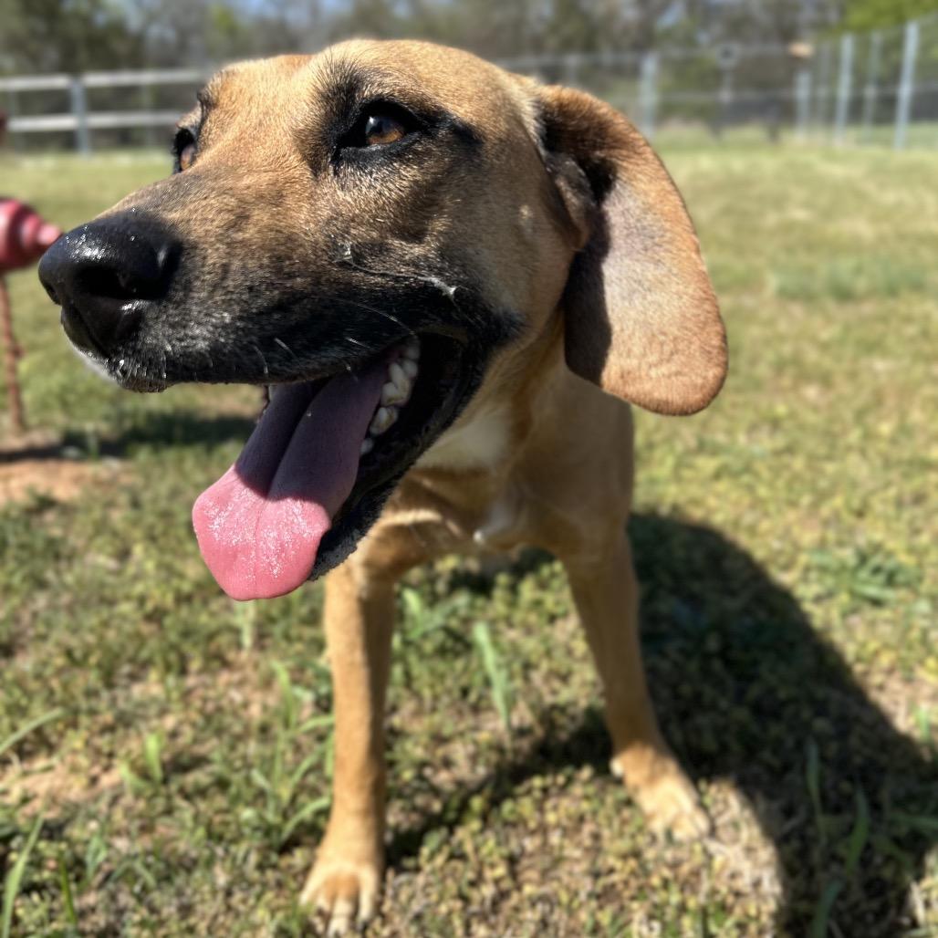 Enlarge Heather, a Adoptable Mixed Breed in Pauls Valley, OK image 2/4