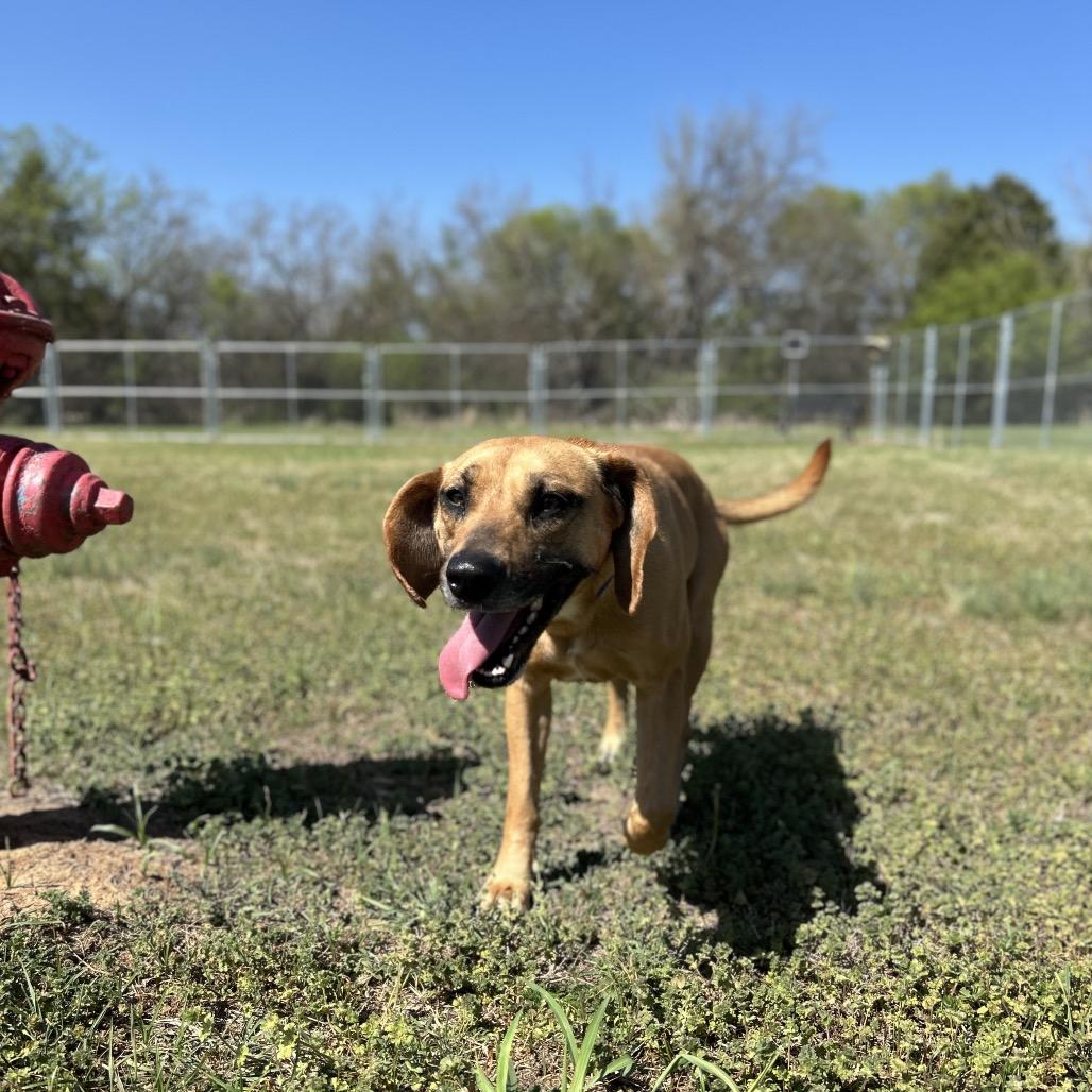 Enlarge Heather, a Adoptable Mixed Breed in Pauls Valley, OK image 3/4