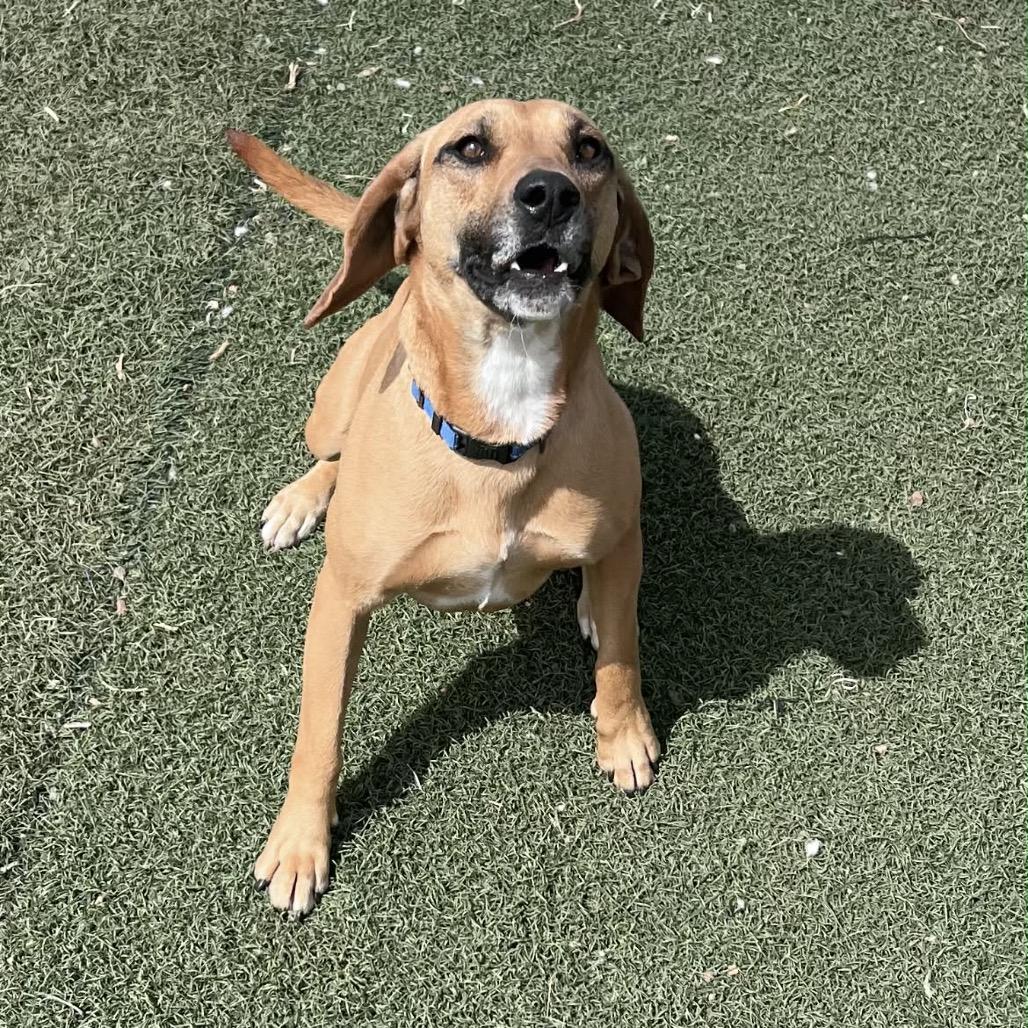 Enlarge Heather, a Adoptable Mixed Breed in Pauls Valley, OK image 4/4