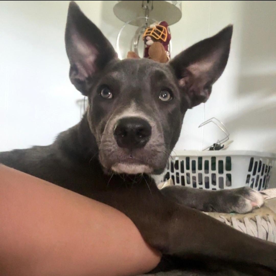 Dawson — thumbnail 4